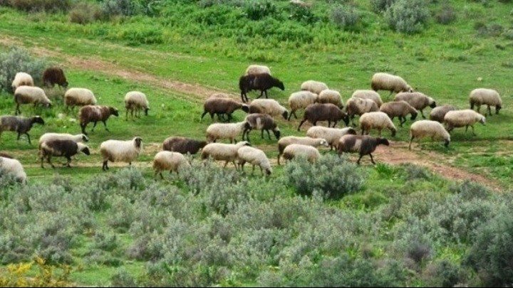 Nέα χρηματοδότηση για την ευλογιά 